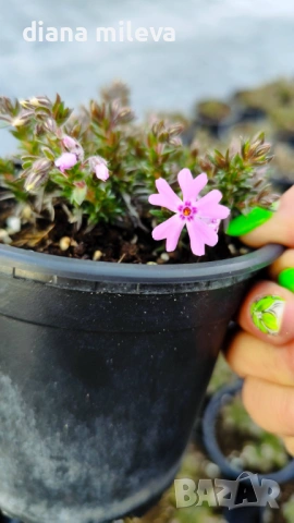 Флокс,  Phlox sub. Zwergenteppich, почвопокривен, многогодишен, студоустойчив, снимка 3 - Градински цветя и растения - 53991194