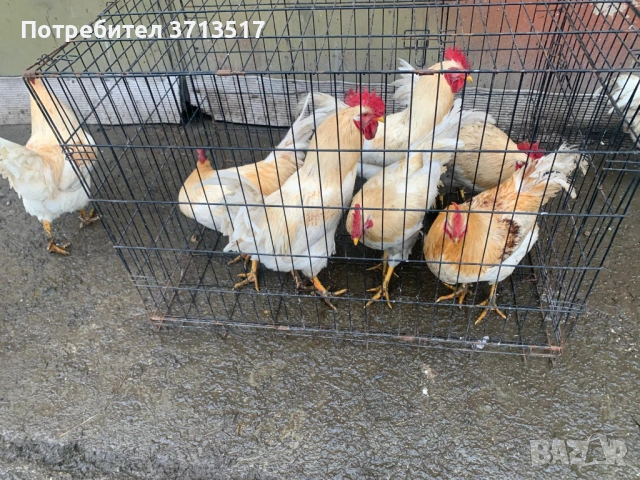  Домашни петли 20лв, снимка 2 - Кокошки и пуйки - 53255990