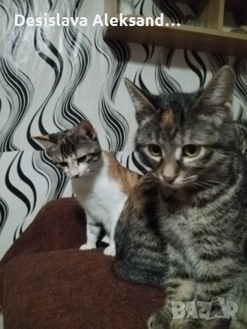 Подарявам много красиви домашни котенца , снимка 4 - Други - 52971480