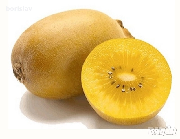 Едро Златно киви Сорели - Голд киви(Gold kiwi - Soreli), снимка 2 - Разсади - 49013324
