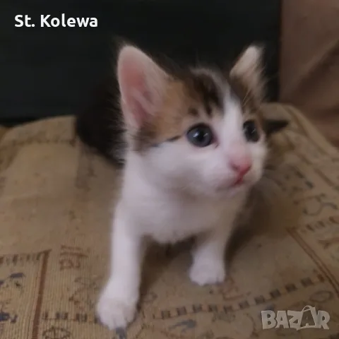 Малки котенца търсят своя дом, снимка 10 - Други - 56339703