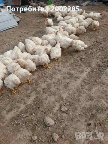 бройлери порода Росс 308, снимка 5 - Кокошки и пуйки - 53995333