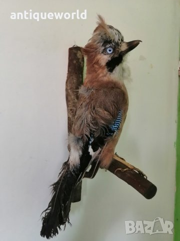 Красива Препарирана Горска Птица