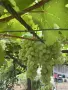 Грозде букет за вино и ракия, снимка 4