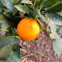 Портокалово дърво (Портокал), снимка 4