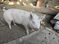 Домашно прасе за клане, снимка 2