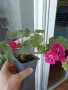 Комплект Мушката, снимка 5