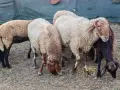 овце, кочове, кози , снимка 11