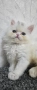 Персийско котенце, снимка 3