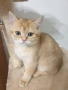Шотландски котета златна чинчила, снимка 1