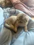 Шотландски котета , снимка 10