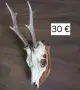 рога на сръндак, снимка 1