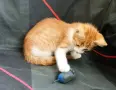 Подарявам малки котенца на три месеца, снимка 5
