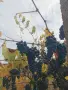 Мерло топ състояние, снимка 5