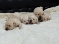 Чистокръвни Лабрадор Ретривър:, снимка 13