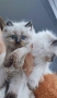 Ragdoll рагдол/регдол  котета мъжки, снимка 3