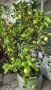 Голямо лимоново дърво, снимка 1