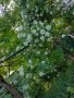 Резници бял трендафил 💥, снимка 1 - Градински цветя и растения - 14774989