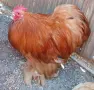 Продавам Петлета Мини Кохин , снимка 4
