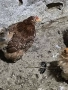 кокошки мини кохини, снимка 1