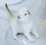 Клепоухо мъжко със сини очи , снимка 4