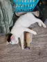 Братче и сестриче търсят любящ дом!, снимка 10