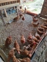 Кокошки носачки Ломан Браун, снимка 1