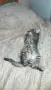 Коте на два месеца , снимка 5