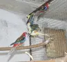 Млади Пъстри розели , снимка 1