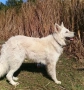 Швейцарска бяла овчарка, снимка 2