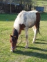 Продавам женско конче на година и десет месеца , снимка 1