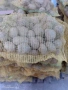 Продавам картофи за консумация СОРАЯ, снимка 4