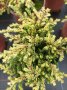 Хвойна Голдшатс, Juniperus Goldschats, студоустойчива!!, снимка 7