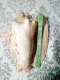 Гигантска Кралска Раковина (Pink Queen Conch) от Куба-25 см – Уникат!, снимка 1