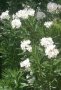 Зокум/олеандър/, снимка 1 - Градински цветя и растения - 42655922