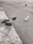 Свободни Неми Патици, снимка 1