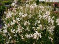 Гаура, студоустойчива, Gaura lindheimeri Emmeline White, снимка 1 - Градински цветя и растения - 40773920