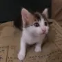 Малки котенца търсят своя дом, снимка 10