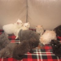Сиви , черни , оранжеви и бели персийски котенца 