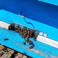 Полифлорен мед реколта 2023 г., снимка 7 - Пчелни продукти - 42170508