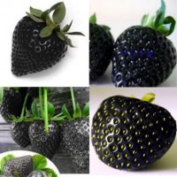 50 семена от плод черна ягода черни ягоди органични плодови ягодови семена от вкусни ягоди отлични , снимка 6 - Сортови семена и луковици - 37706890