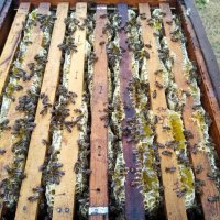 Чист натурален Пчелен мед в тенекии, снимка 2 - Пчелни продукти - 35254336