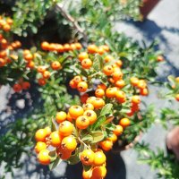 Пираканта, студоустойчива!! Оранжева Orange Charmer и жълта  Soleil d'Or, снимка 5 - Градински цветя и растения - 42209662