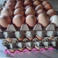 Продавам домашни кокоши яйца, снимка 2 - Кокошки и пуйки - 44174053