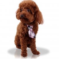 Вратовръзки за куче/ коте, снимка 1 - Други стоки за животни - 38352638
