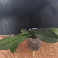 Орхидея фаленопсис Grosseto, снимка 2 - Стайни растения - 42155261