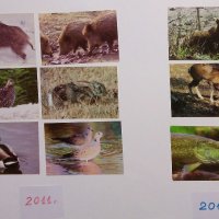 Стари календарчета от 1987г., 2011 г., 2013 г. и 2015 г. с животни, птици и риби, снимка 1 - Колекции - 31731702