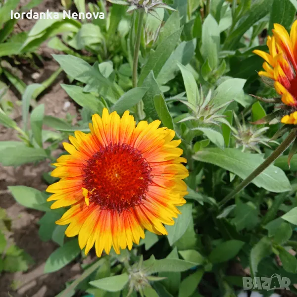 ГАЙЛАРДИЯ, снимка 1