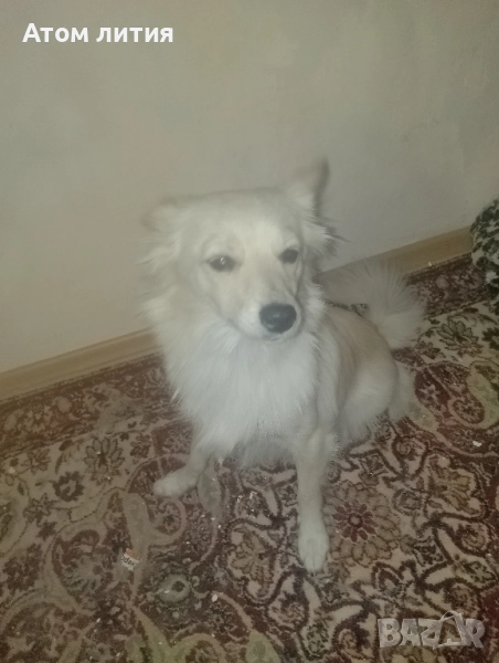 Немски шпиц , снимка 1