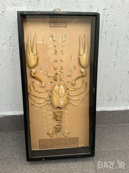 Соц Учебен Модел на Рак Разчленен Учтехпром, снимка 1